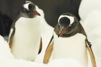 Penguin Passport at Melbourne Aquarium