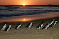 Phillip Island Day-Trip from Melbourne Including Eureka Skydeck Pass