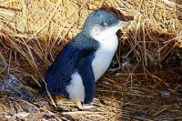 Phillip Island Little Penguins Parade Evening Tour