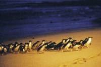 Phillip Island Multi-Day Tour from Melbourne with Optional Accommodation Upgrades