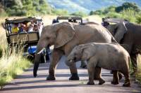 Pilanesberg Game Reserve Day Tour from Johannesburg