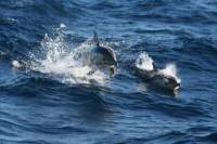 Port Stephens Day Trip from Sydney Including Dolphin Watch Cruise