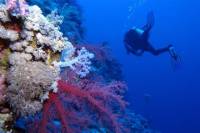 Portugal Eco-Diving Experience