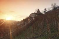 Prague's Oldest Vineyard Tour with Wine Tasting