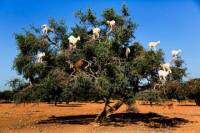 Private Day-Trip to Essaouira from Marrakech including Camel Ride
