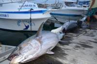 Private Full-Day Big Game Fishing