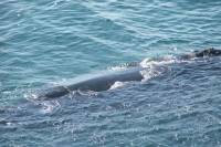 Private Full Day Tour: Whale Watching, Penguin Viewing and Wine Tasting from Cape Town