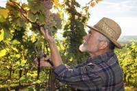 Private Irpinia Wine Tour from Positano, Amalfi or Ravello with Sommelier