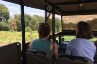 Private Morning Safari in Kruger Park from Hazyview