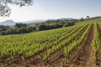 Private Provençal Wine-Tasting Tour with Picnic Lunch from Cannes