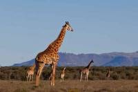 Private Safari And Cultural Day Tour from Pretoria