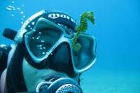 Private Scuba Diving from Split