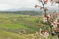 Private Seville Transfer to Malaga Including Visit to Ronda