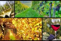 Private Swan Valley Tours by Luxury Vehicle from Perth