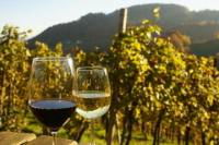 Private Tour: Austrian Wine Tasting in a Traditional Augustinerkeller