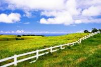 Private Tour: Big Island Organic Farms & Merriman