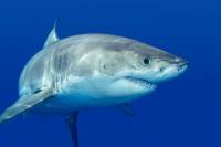 Private Tour: Cage Dive with Great White Sharks from Cape Town