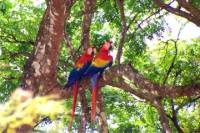 Private Tour: Carara National Park Bird Watching Tour