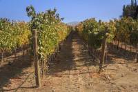 Private Tour: Casablanca Valley Day Trip Including Casas del Bosque