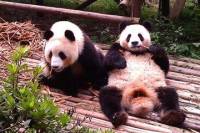 Private Tour: Chengdu Panda Base and Leshan Grand Buddha