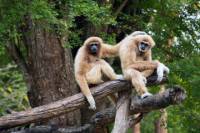 Private Tour: Cu Chi Tunnels, Cao Dai Temple and Wildlife Rescue Station