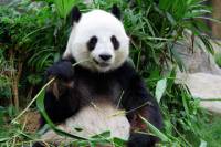 Private Tour: Day Trip to Panda Highlights in and Around Chengdu