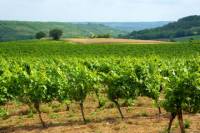 Private Tour: Fronton Wine Tasting Trip from Toulouse