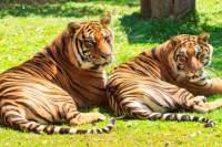 Private Tour: Interactive Mae Rim Tiger Kingdom Tour from Chiang Mai