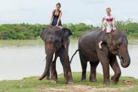 Private Tour: Jungle Adventure from Goa Including Elephant Ride, Lunch and Dinner