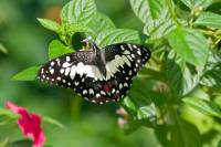 Private Tour: Kuala Lumpur Nature In The City Tour including Butterfly Park