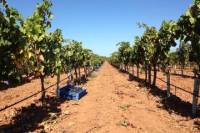 Private Tour: Mallorca Wine Tasting Trip and North Coast Sightseeing Cruise