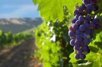 Private Tour of Santiago Including Wine Tasting