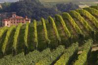 Private Tour: Piedmont Wine Tasting of the Barolo Region