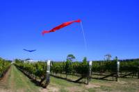 Private Tour: Wairarapa Wine Tour
