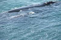 Private Tour: Whale Watching Day Tour to Hermanus from Cape Town