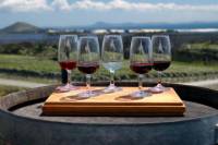 Private Tour: Wine Tasting in Bologna