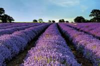 Private Transfer from Avignon to Marseille Airport