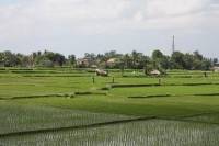 Private Village Life and Traditional Farming Tour in Ubud