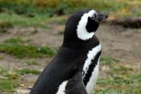 Punta Arenas Shore Excursion: Otway Sound Penguin Colony Tour