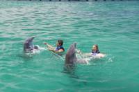 Punta Cana Exteme Swim plus Shark, Stingray and Fur Seal Encounters