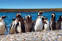 Punta Tombo Penguin Colony and Union Beach from Puerto Madryn
