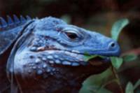 Queen Elizabeth II Botanic Park Cayman Island