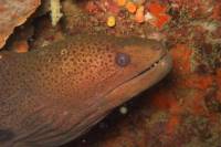 Racha Noi and Racha Yai Dive Trip from Phuket