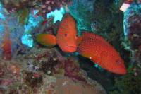 Ras Mohamed Boat Trip Sharm el Sheikh