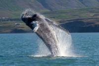 Reykjavik Shore Excursion: Whale Safari and Puffin Island Cruise