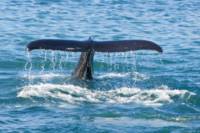 Reykjavik Shore Excursion: Whale Watching and Blue Lagoon