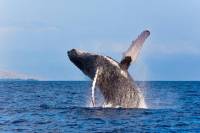 Reykjavik Shore Excursion: Whale-Watching Cruise