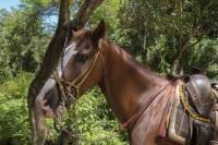 Rhodes Hall Horseback-Riding Tour with Snorkeling