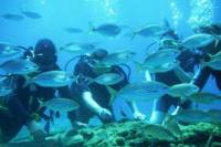Rhodes Scuba Diving Experience for Beginners