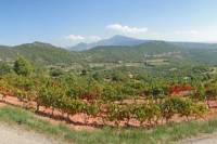 Rhone Valley Wine Tour from Avignon